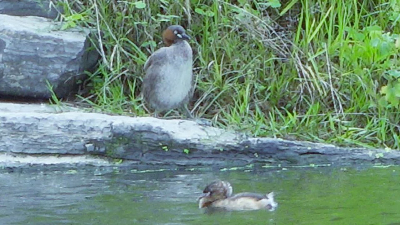 谁认识这种鸟，是野鸭子吗？能下水吃鱼，以前从来没有见到过