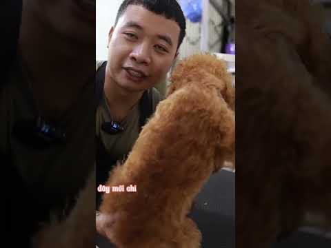 Video Tại sao chó Poodle của tui lông lại không xoăn - youtube