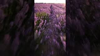 Hyper-Low FPV Drone Racing Through Lavender Fields (4K Cinematic)  #shortsviral