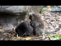 Porcupine mating
