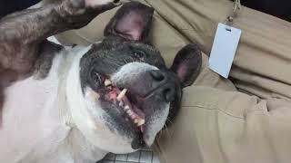 Adopt Jesi at Seattle Humane