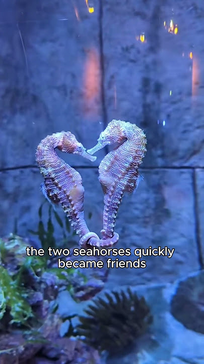 The dying seahorse #animals #seahorse #pitiful #love #miracle 