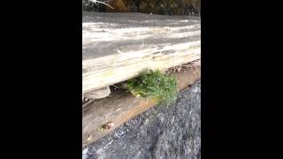 Hydro pot plant in williams creek so Oregon