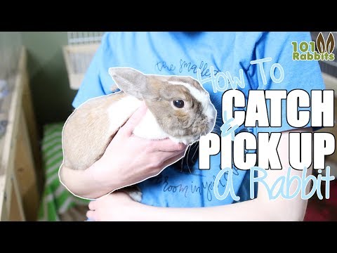 How To Catch and Pick Up a Rabbit