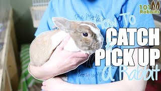 How To Catch and Pick Up a Rabbit