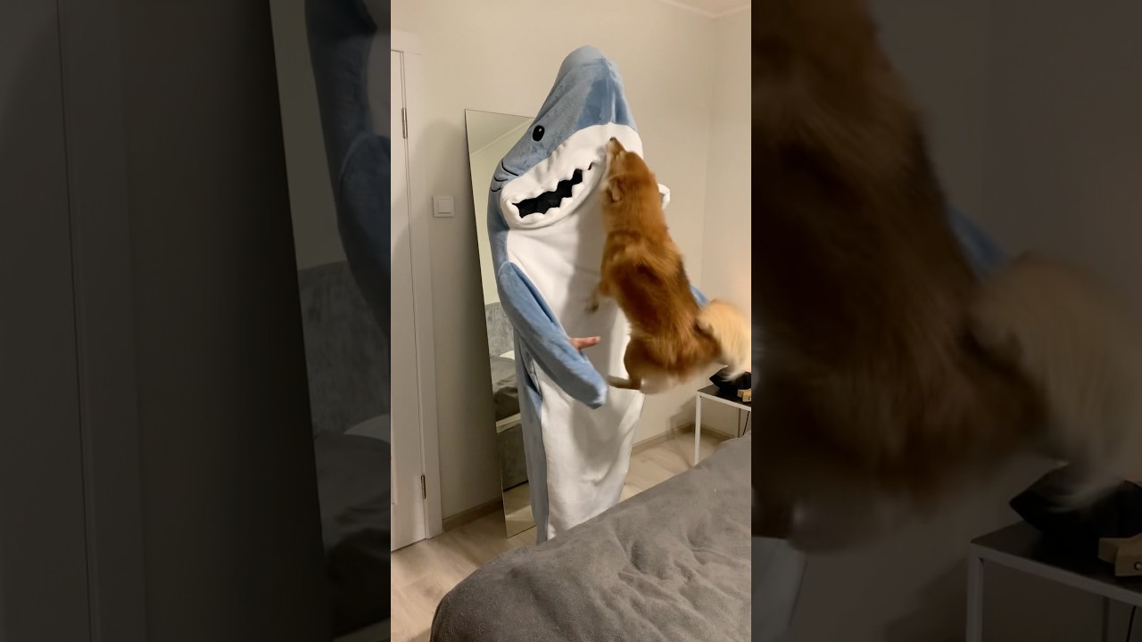 My Dog vs Dancing Shark 😂🦈 