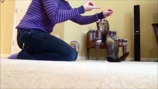 Typical Daily Ferret Training Session for Joey
