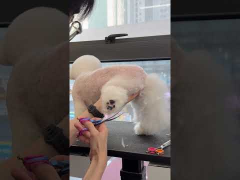 안정형 강아지 미용하는 시점✂️ / 비숑 귀툭튀컷