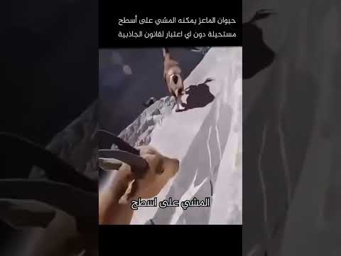 كيف يقوم حيوان الماعز بالمشي على الأسطح المستحيلة