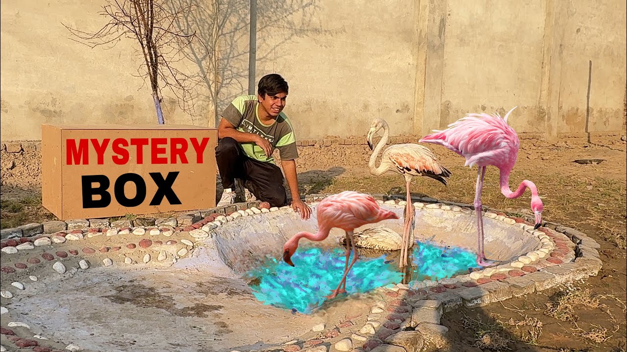 Mystery Box Me Sy Flamingo Nikal Ay 😍
