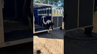 Merida’s journey with me ❤️🐴