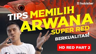 TIPS MEMILIH ARWANA SUPER RED BERKUALITAS [HD RED PART 2]