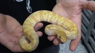 Famous Show Case Saturday! Unbelievable Ultramel Ball Python Combos! Must Watch Net Worth