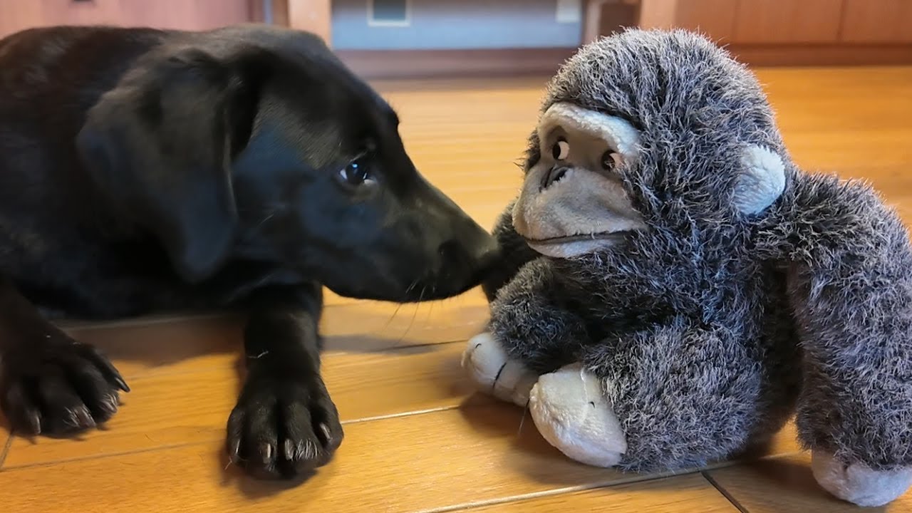 【犬Vlog】ゴリラのぬいぐるみと仲良しになりました。