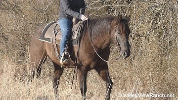 Poco***For info, price, etc., go to our website: ValleyViewRanch.net***