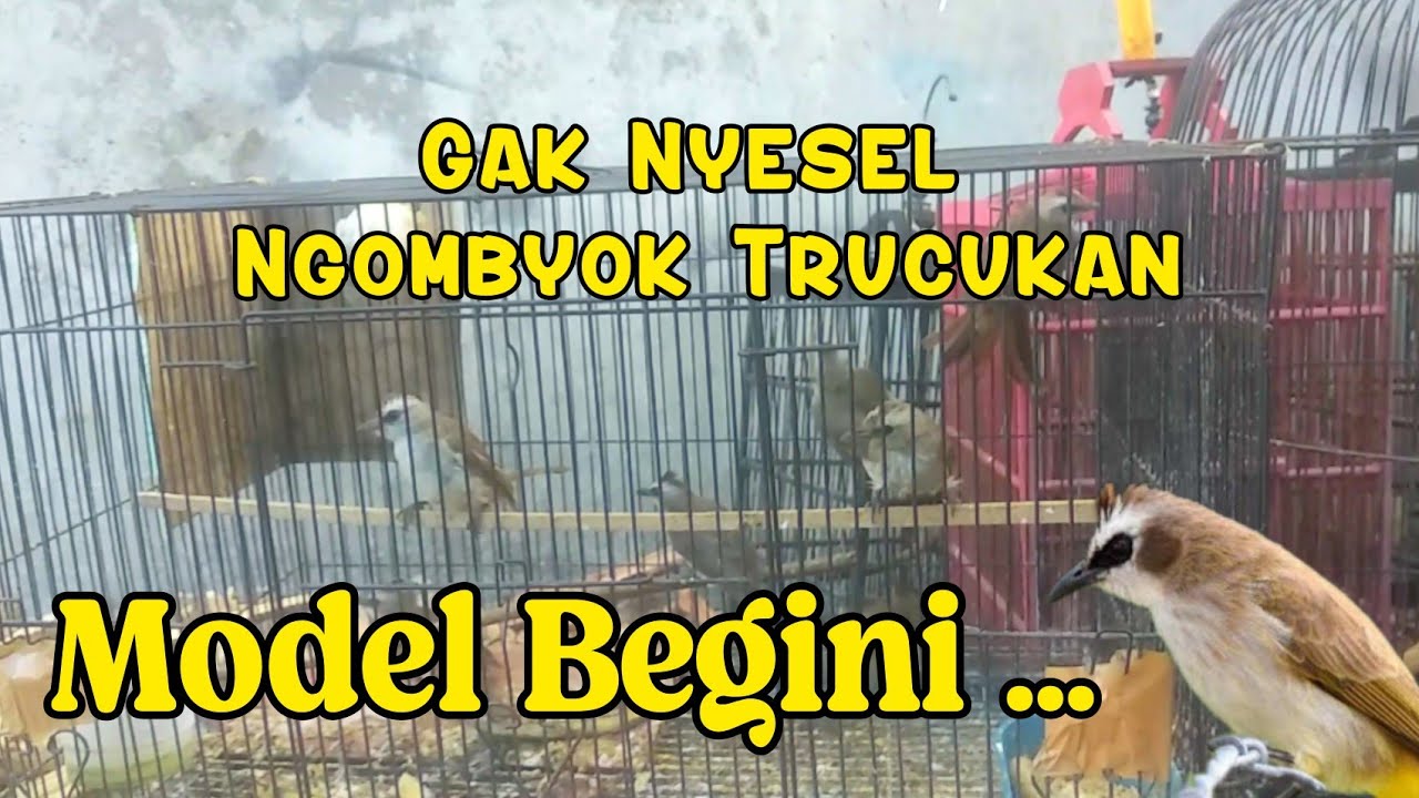 GAK RIBET ❗❗Ngombyok trucukan prospek cepat bunyi tidaklah sulit, cukup pahami langkah ini #trucukan