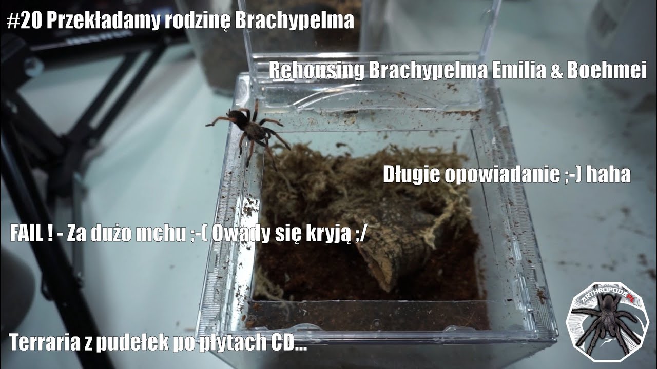 #20 Przenoszenie ptaszników *Rehousing* Brachypelma Emilia & Boehmei !!  - ArthropodaPL