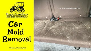 Buggy Scrubbers Car Mold Removal