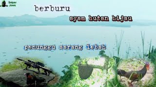 ‼️Hunting singkat🐓ayam hutan Hijau penunggu sarang lebah #berpetualang #berburu 