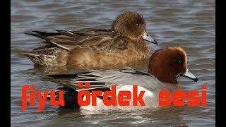 Fi̇yu Ördek Sesi̇,Anas Penelope Sound