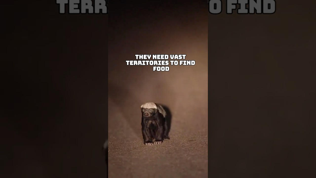 Fearless loneliness: Honey badger🦡