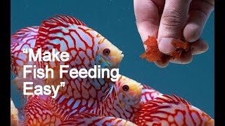 Feeding Your AQUARIUM Fish A PROPER Diet (How Much and How Often)