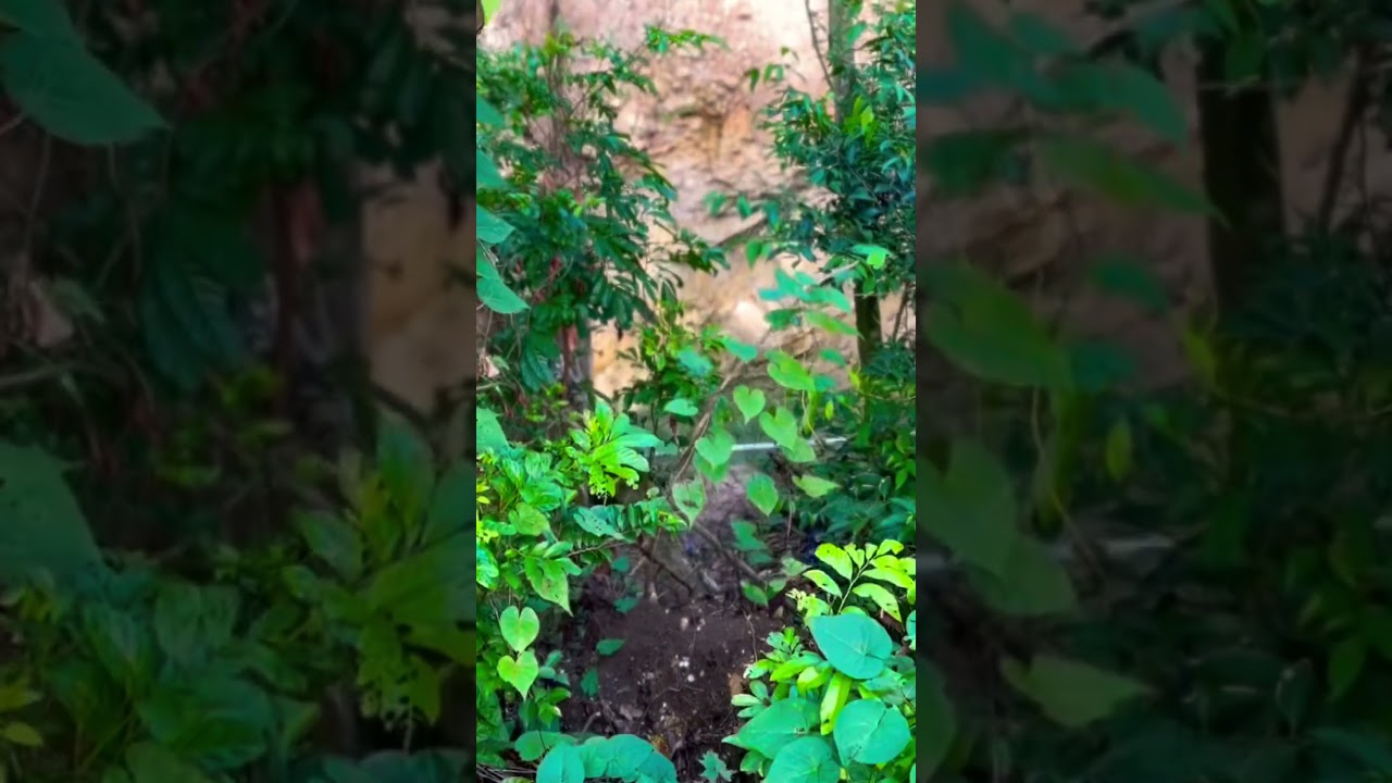 Raw okra from backyard garden #kellysasmr