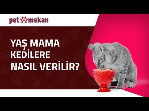 Video: Kedilerde Kilo Kaybını Teşvik Etmek İçin Konserve Mamayı Sıklıkla Besleyin