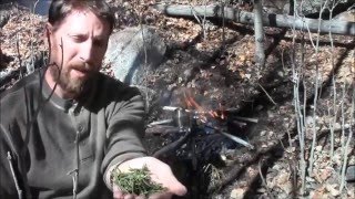 How to make Pine Needle Tea