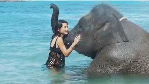 Communication Interespèces : L’IA Parle aux Dauphins et Bien Plus !