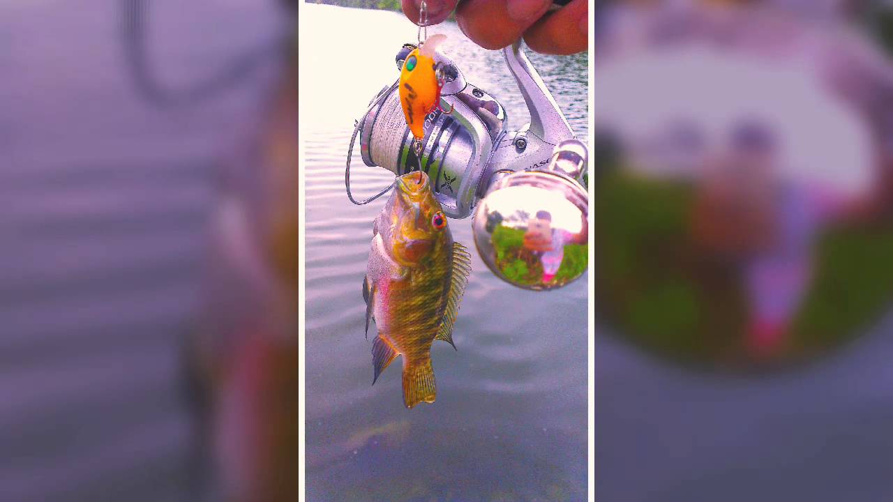 Tilapia lure fishing mini bean crank YouTube