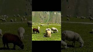 Download Lagu Ishq Mubarak ❤‍🩹💫 #shorts #shortsfeed #lyricalvideo #trendingsong #sad #hindisong #lovesong MP3