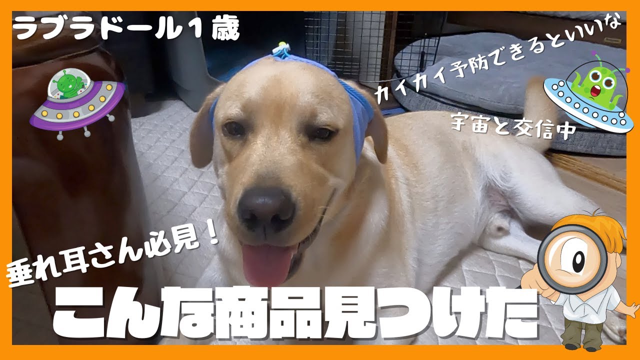 ラブラドールレトリーバー 大型犬１歳 垂れ耳さん必見 通気性をよくして外耳炎予防アイテム使ってみた Youtube