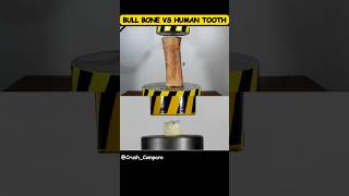 BULL BONE VS HUMAN TOOTH #hydraulicpress #bullbone #tooth