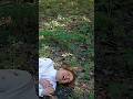 Макс Ващенко ПОКОНЧИЛ С ВИОЛЕТТОЙ #максващенко #shortsyoutube