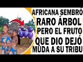 Africana Sembró Raro Árbol Que Daba Una Fruta Azul Pero Cuando Su Tribu La Come No Creerás Qué Pasó