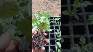 🍉 Como plantar Sandías en 33 segundos 🍉 #huertoecologico #sandias #campo