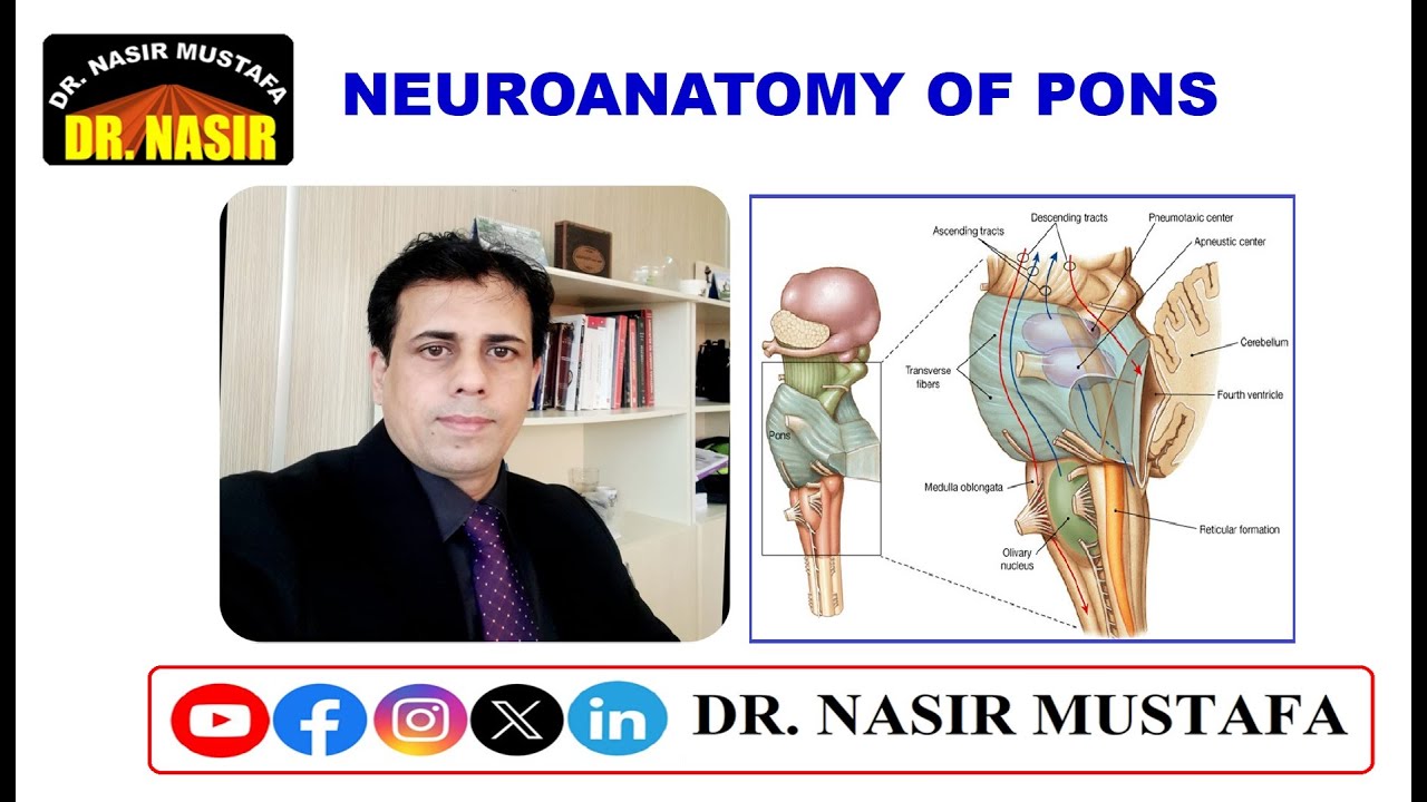 Neuroanatomy of the Pons - YouTube