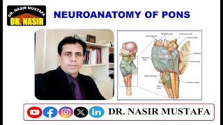 🧠 Neuroanatomy of the Pons