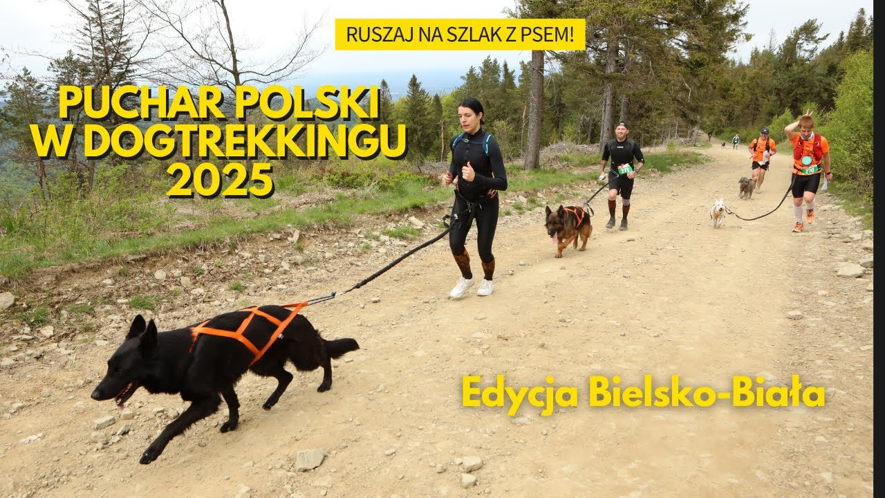 Dogtrekking w Bielsku-Białej - Puchar Polski 2025