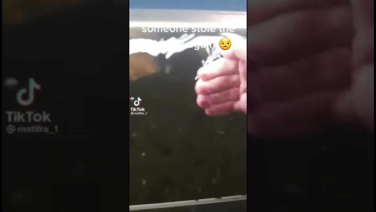 someone stole the zapfish again 😒