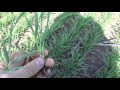 13 апреля работа гербицидов гна пшенице