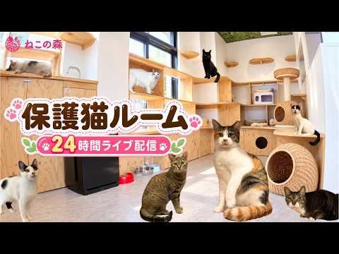 🐱✨ 【24時間】ねこの森富士見台どうぶつ病院 保護猫ルーム【ライブ配信】✨🐱