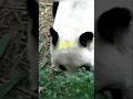 A Panda Kept Hugging One Zookeeper Every Day 😳❤️ Nobody Knew Why!