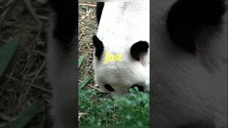 A Panda Kept Hugging One Zookeeper Every Day 😳❤️ Nobody Knew Why!
