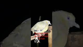 pikat burung punai baru beli