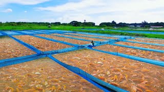 TILAPIA FISH FARMING! Transferring Thousands of Tilapia Fingerlings & Secret to a Massive Production