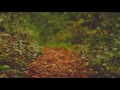 Rain on Leaves on a Forest Road in Autumn - 10 Hours Video with Sounds for Relaxation and Sleep