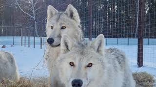 Happy Arctic Wolves/Счастливые Арктические Волки🐺