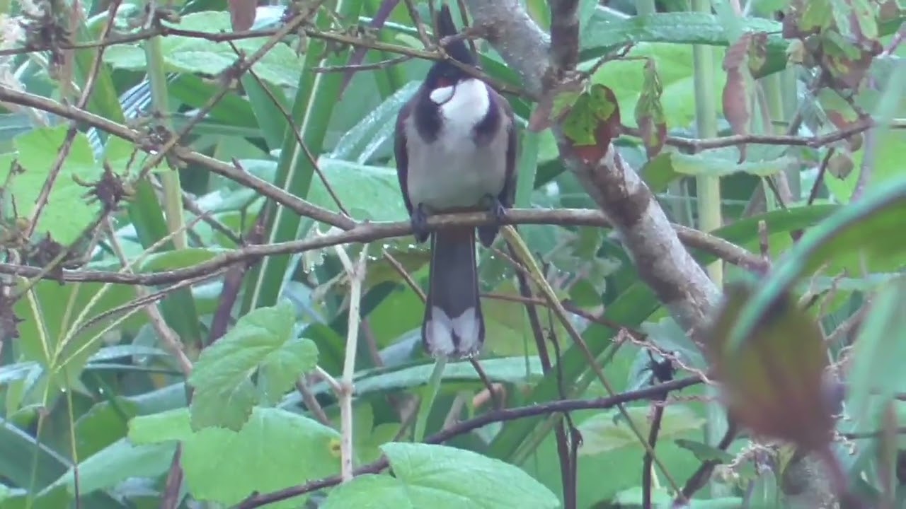 Nhanh cầu/cực gấu/đấu sáng sớm dưới thời tiết lạnh